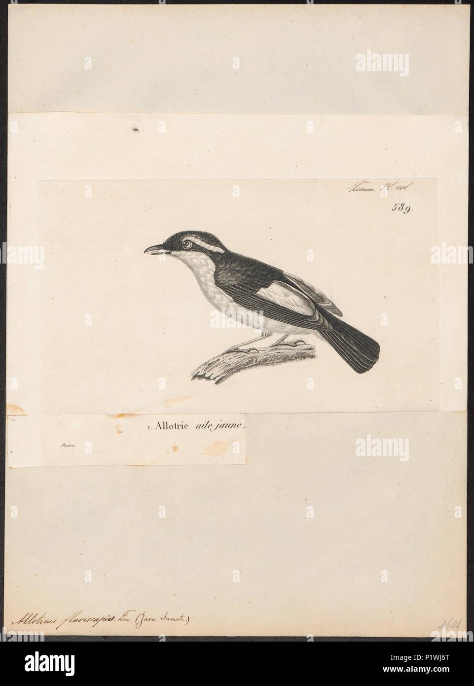273 Pteruthius flaviscapis - 1700-1880 - Print - Iconographia Zoologica - Special Collections University of Amsterdam - UBA01 IZ16500007 Stock Photo