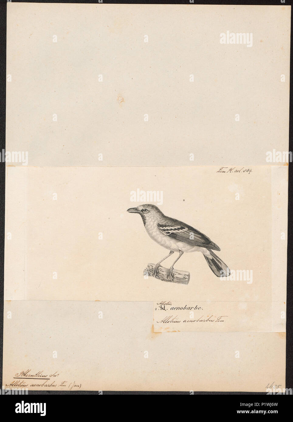 273 Pterothius aenobarbus - 1700-1880 - Print - Iconographia Zoologica - Special Collections University of Amsterdam - UBA01 IZ16500009 Stock Photo