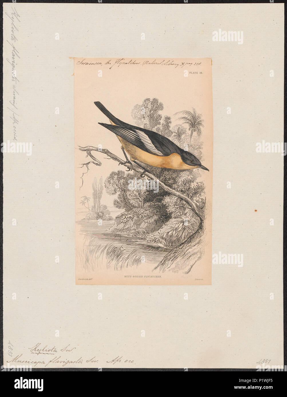 197 Muscicapa flavigaster - 1838 - Print - Iconographia Zoologica - Special Collections University of Amsterdam - UBA01 IZ16500139 Stock Photo
