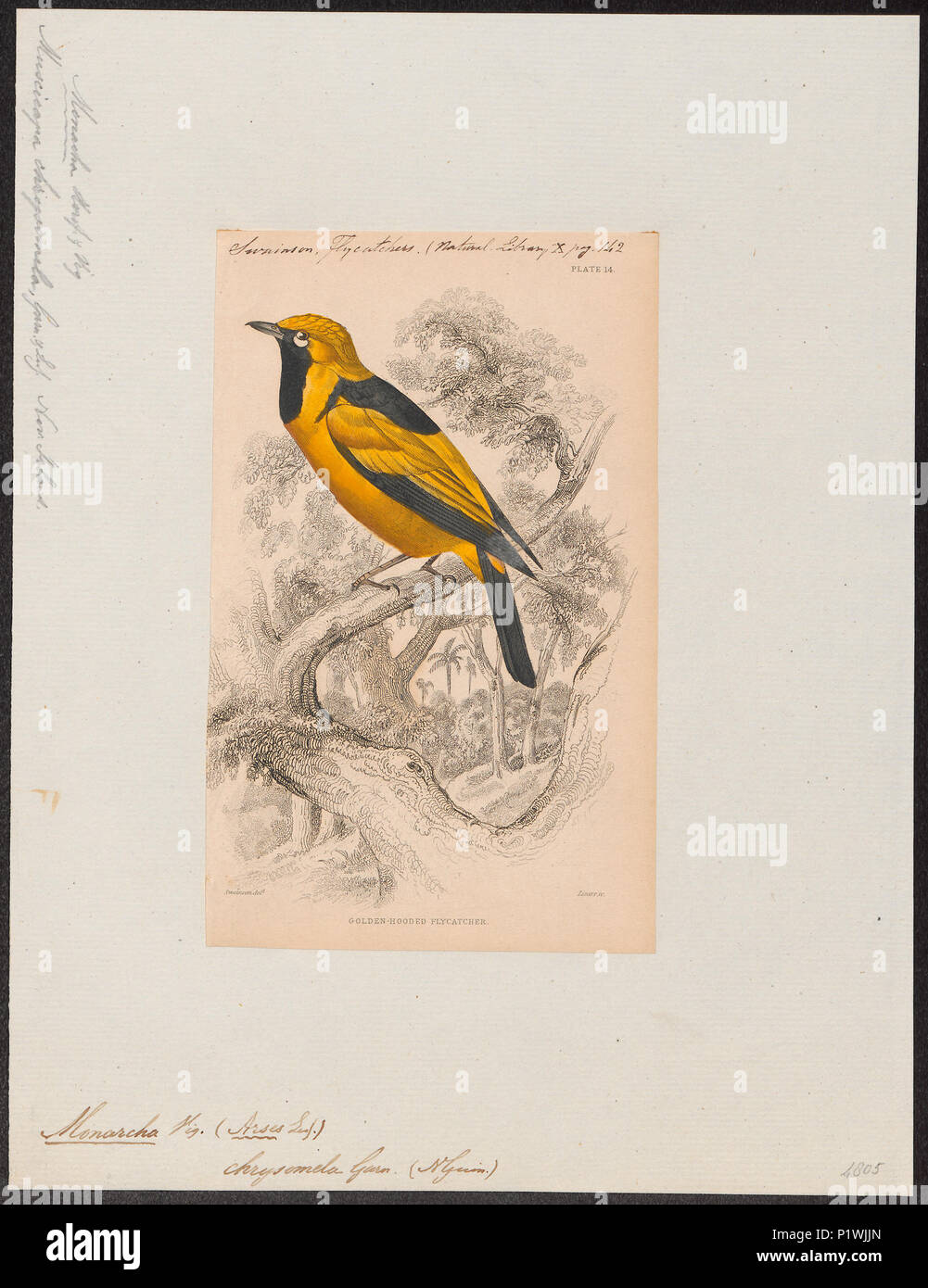 . Monarcha chrysomela . 1838 195 Monarcha chrysomela - 1838 - Print - Iconographia Zoologica - Special Collections University of Amsterdam - UBA01 IZ16500181 Stock Photo