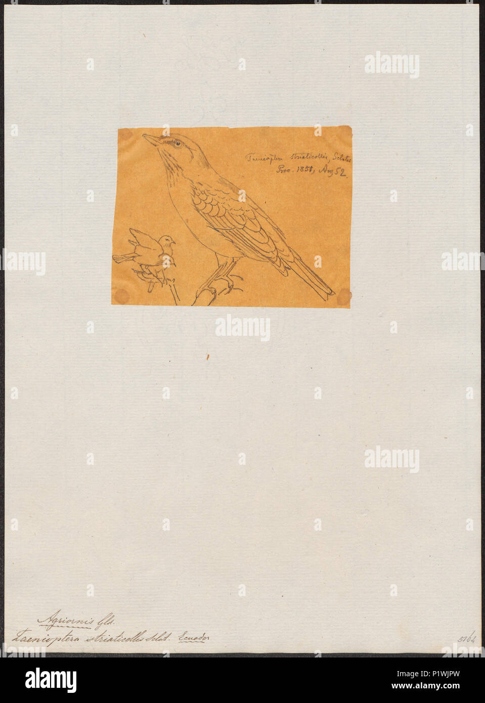 10 Agriornis striaticollis - 1851 - Print - Iconographia Zoologica - Special Collections University of Amsterdam - UBA01 IZ16500209 Stock Photo
