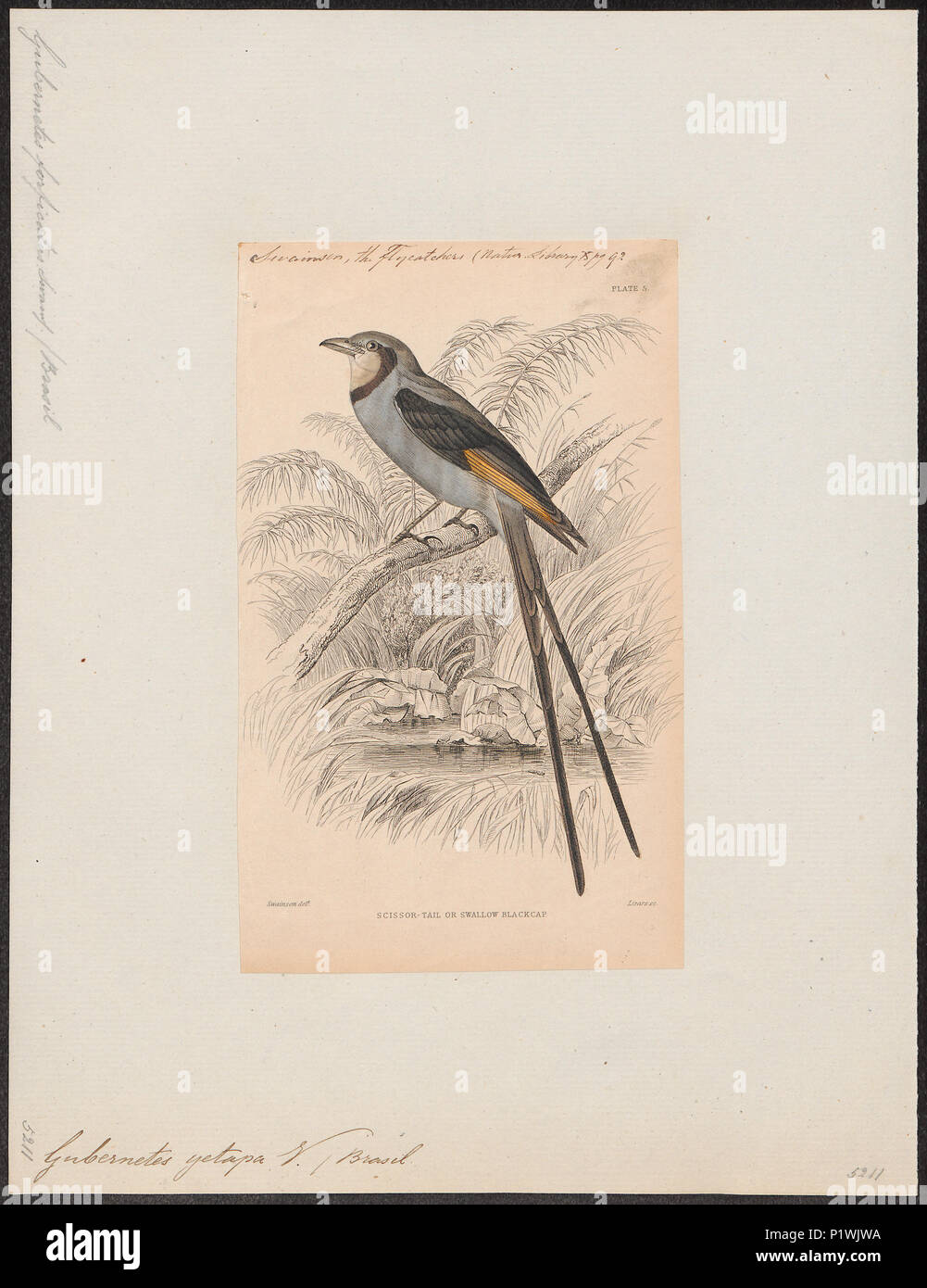 . Gubernetes yetapa . 1838 142 Gubernetes yetapa - 1838 - Print - Iconographia Zoologica - Special Collections University of Amsterdam - UBA01 IZ16500243 Stock Photo