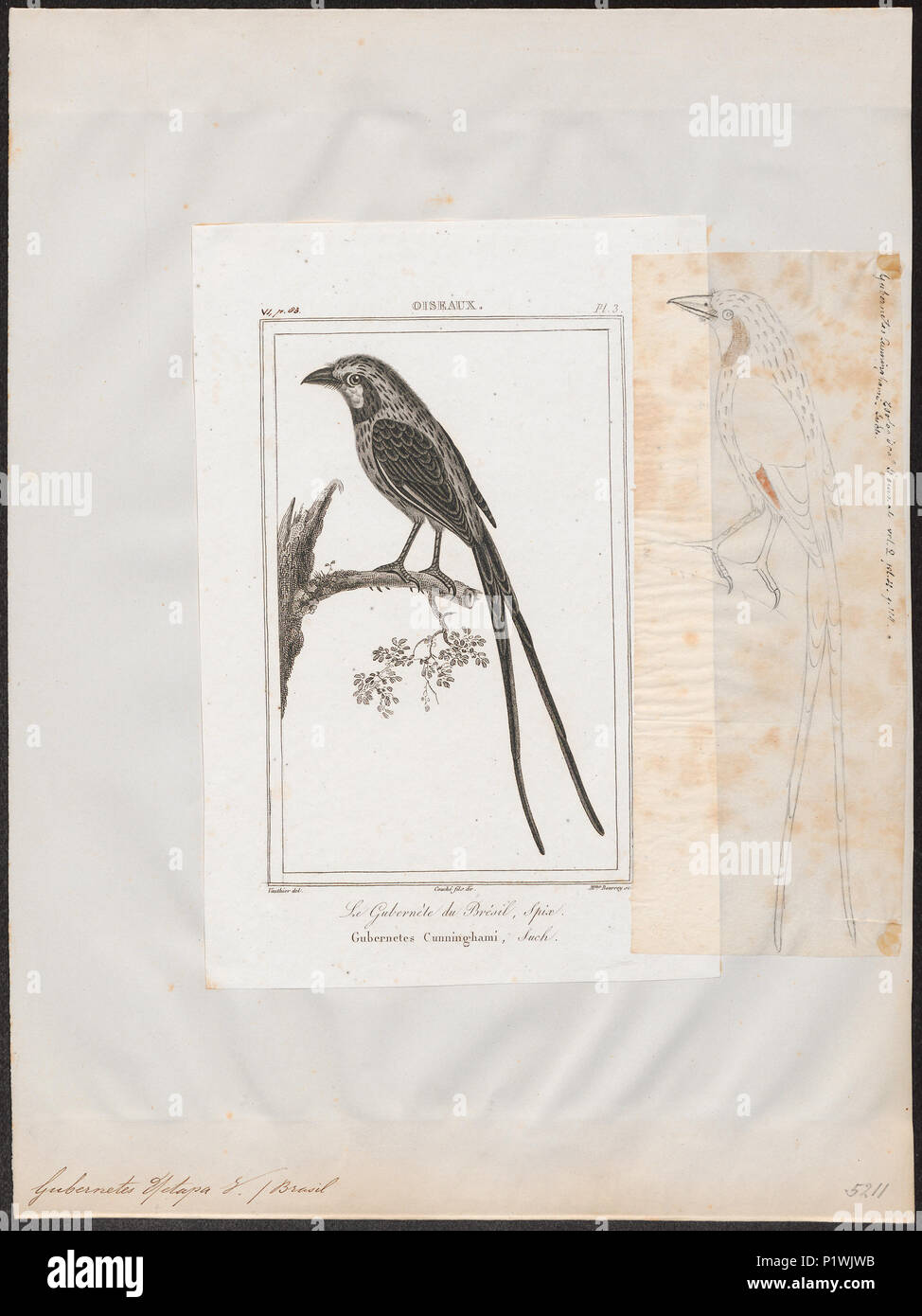 . Gubernetes yetapa . 1838 142 Gubernetes yetapa - 1838 - Print - Iconographia Zoologica - Special Collections University of Amsterdam - UBA01 IZ16500245 Stock Photo