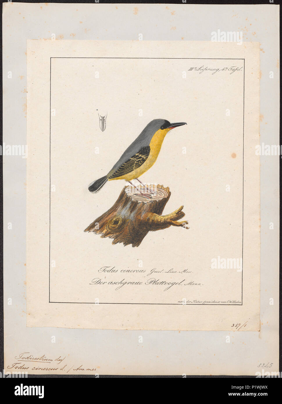 . Todirostrum cinereum . between 1700 and 1880 306 Todirostrum cinereum ...