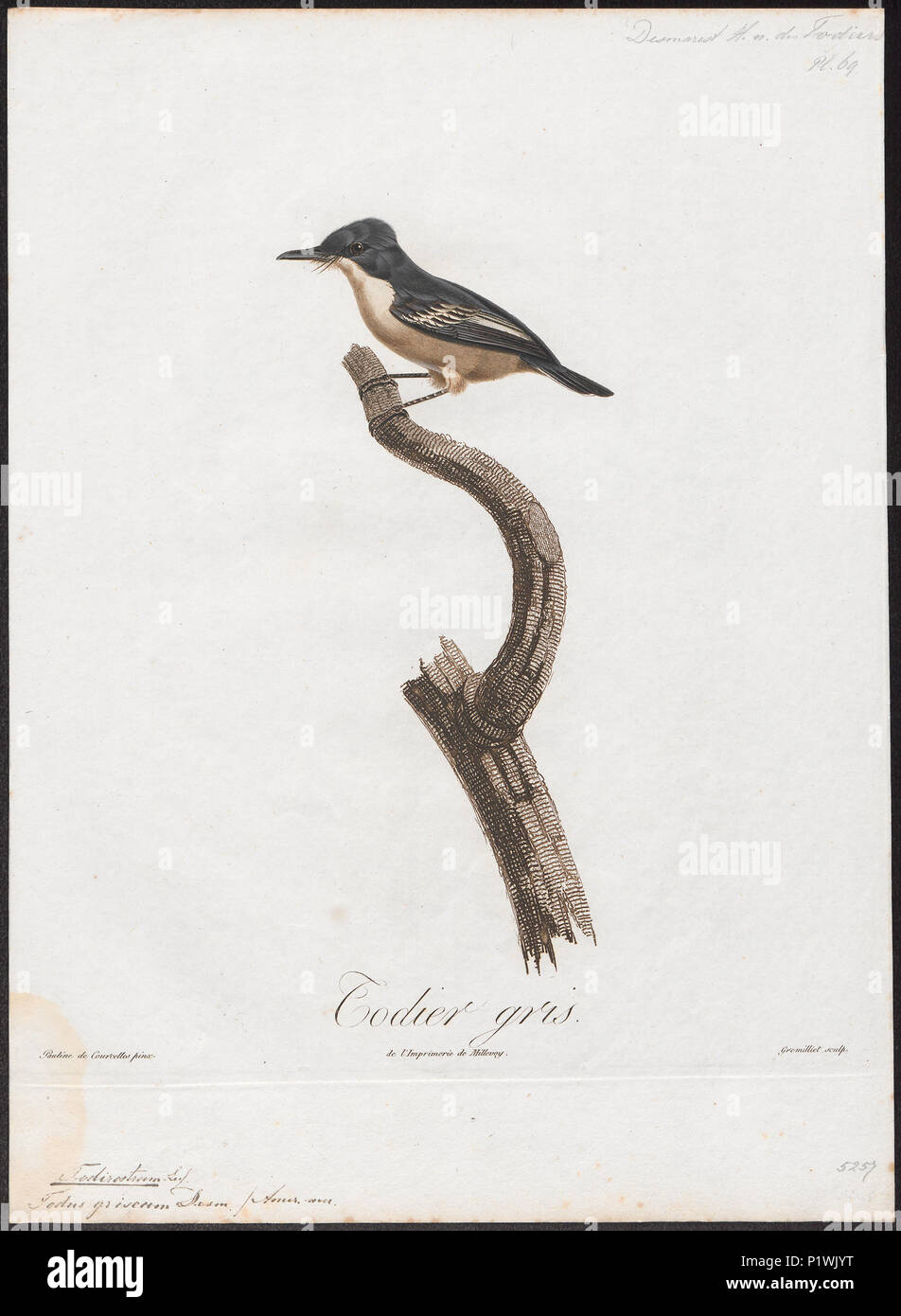 Todirostrum griseum hi-res stock photography and images - Alamy