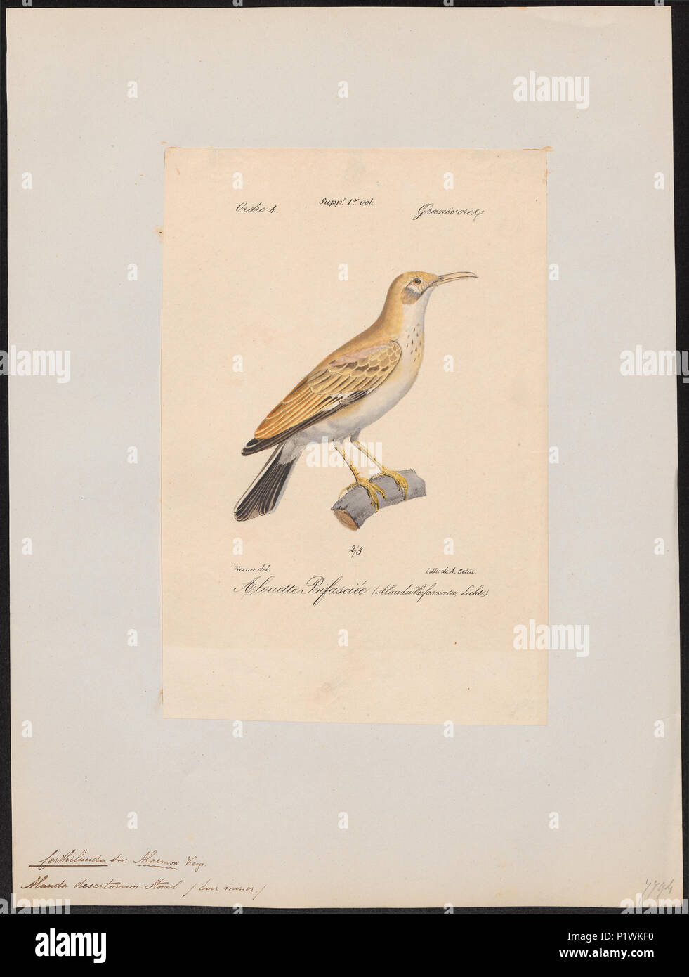 56 Certhilauda desertorum - 1842-1848 - Print - Iconographia Zoologica - Special Collections University of Amsterdam - UBA01 IZ16100375 Stock Photo