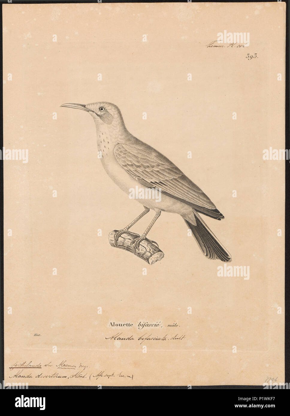 56 Certhilauda desertorum - 1700-1880 - Print - Iconographia Zoologica - Special Collections University of Amsterdam - UBA01 IZ16100377 Stock Photo