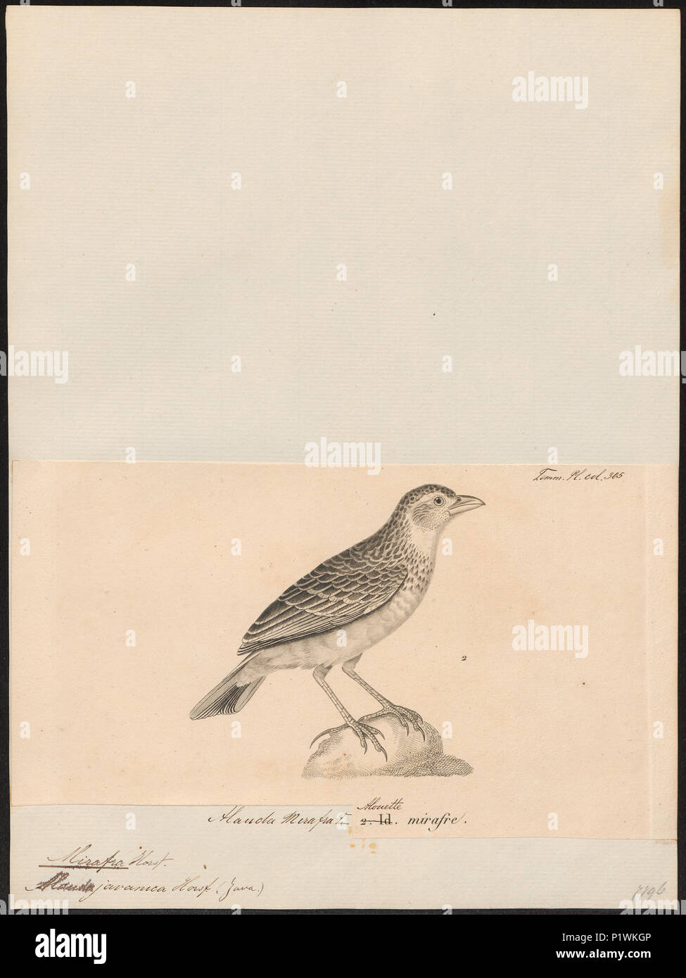 194 Mirafra javanica - 1700-1880 - Print - Iconographia Zoologica - Special Collections University of Amsterdam - UBA01 IZ16100379 Stock Photo