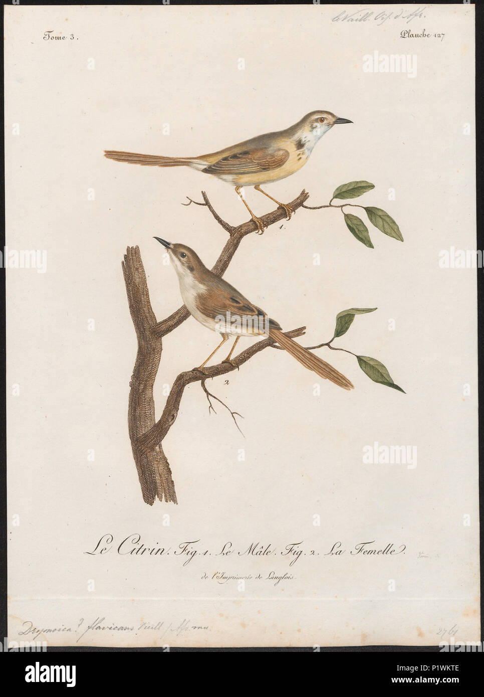 112 Drymoica flavicans - 1796-1808 - Print - Iconographia Zoologica - Special Collections University of Amsterdam - UBA01 IZ16200033 Stock Photo