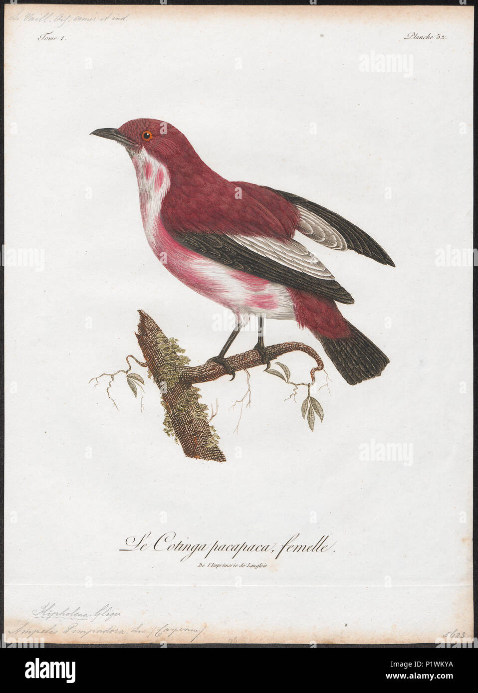 Cotinga illustration hi-res stock photography and images - Alamy