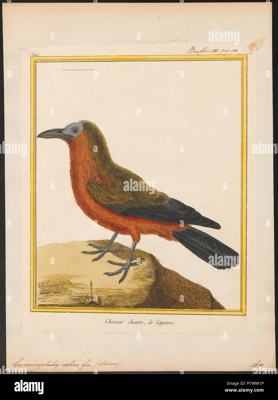 143 Gymnocephalus calvus - 1700-1880 - Print - Iconographia Zoologica - Special Collections University of Amsterdam - UBA01 IZ16600139 Stock Photo