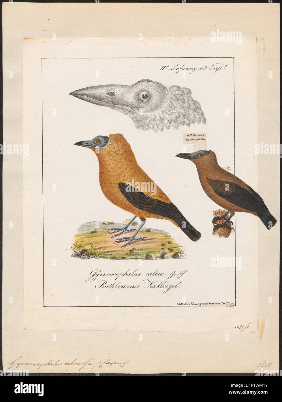 143 Gymnocephalus calvus - 1700-1880 - Print - Iconographia Zoologica - Special Collections University of Amsterdam - UBA01 IZ16600141 Stock Photo