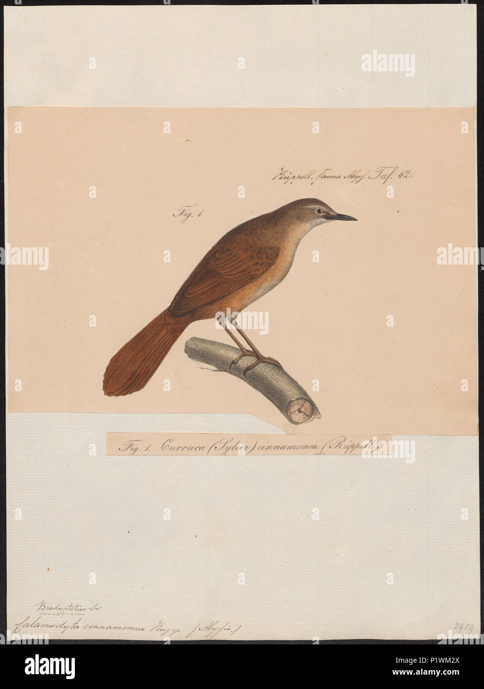 46 Calamodyta cinnamomea - 1835 - Print - Iconographia Zoologica - Special Collections University of Amsterdam - UBA01 IZ16200093 Stock Photo