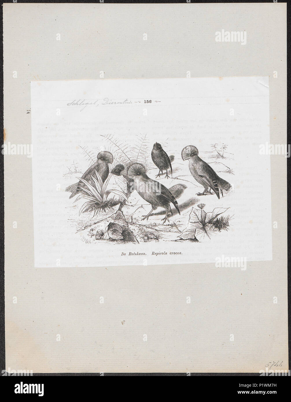 . Rupicola crocea . 1872 279 Rupicola crocea - 1872 - Print - Iconographia Zoologica - Special Collections University of Amsterdam - UBA01 IZ16600245 Stock Photo