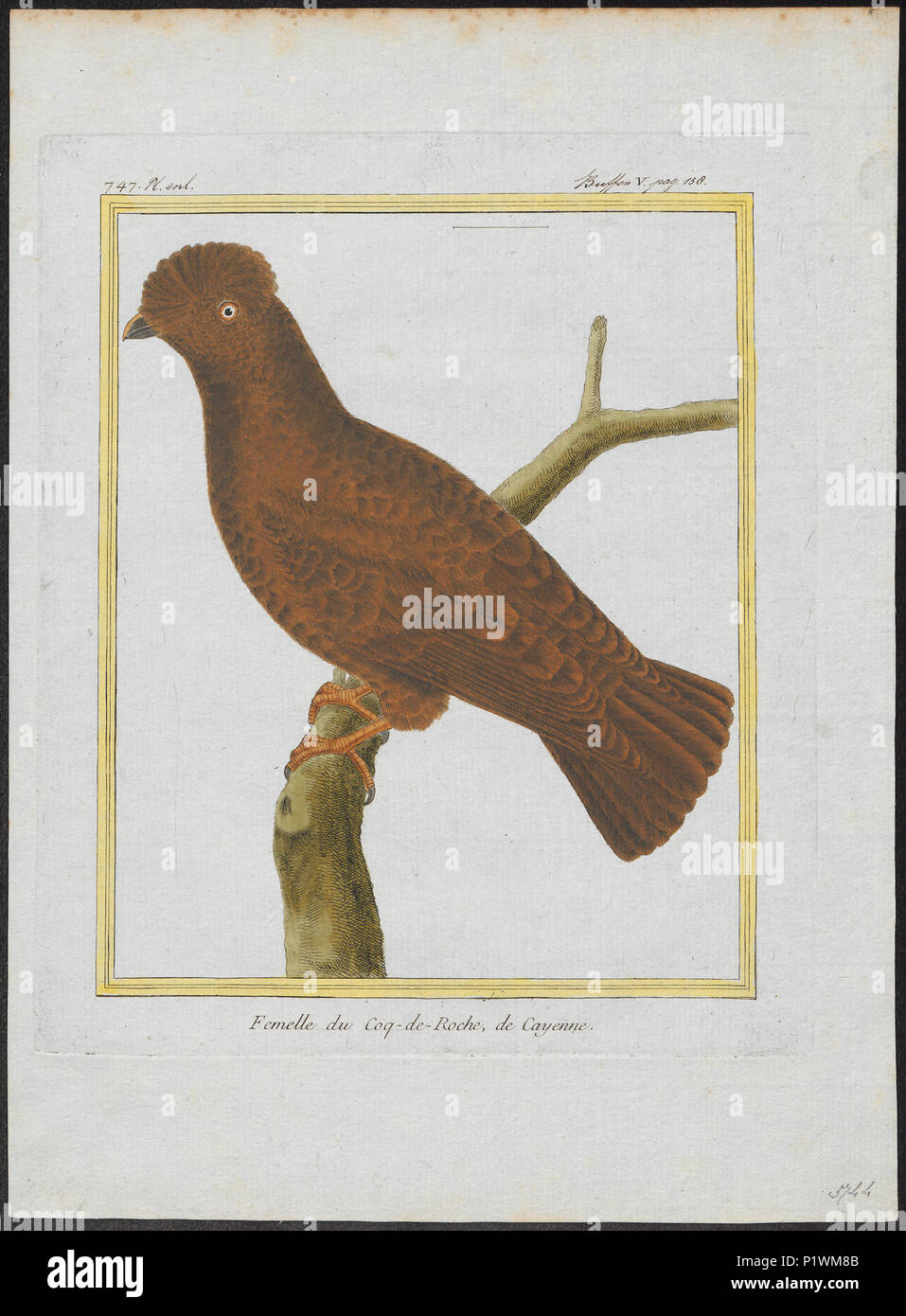 279 Rupicola crocea - 1700-1880 - Print - Iconographia Zoologica - Special Collections University of Amsterdam - UBA01 IZ16600253 Stock Photo
