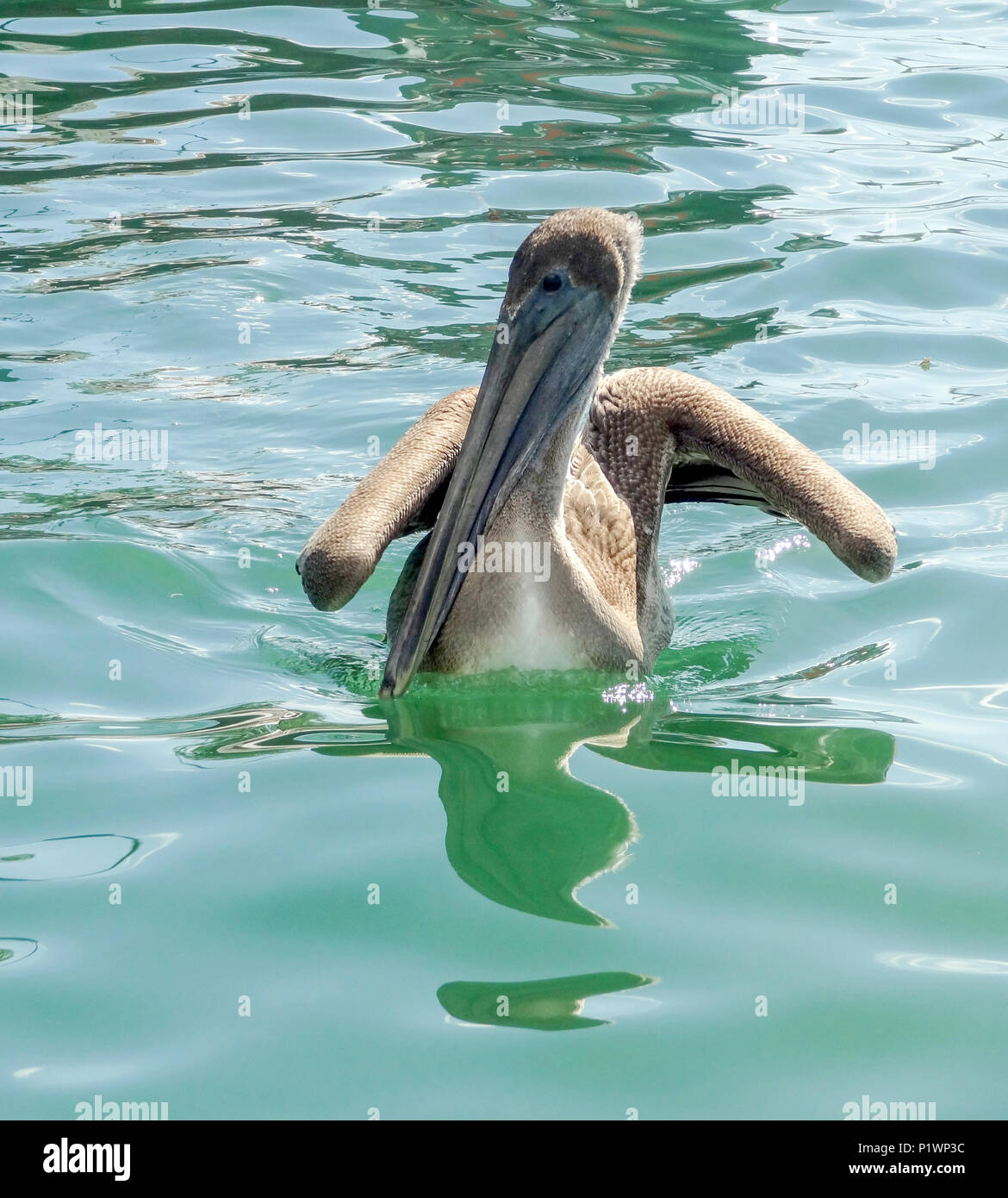 sunny water scenery including a swimming pelican seen in Belize in Central America Stock Photo