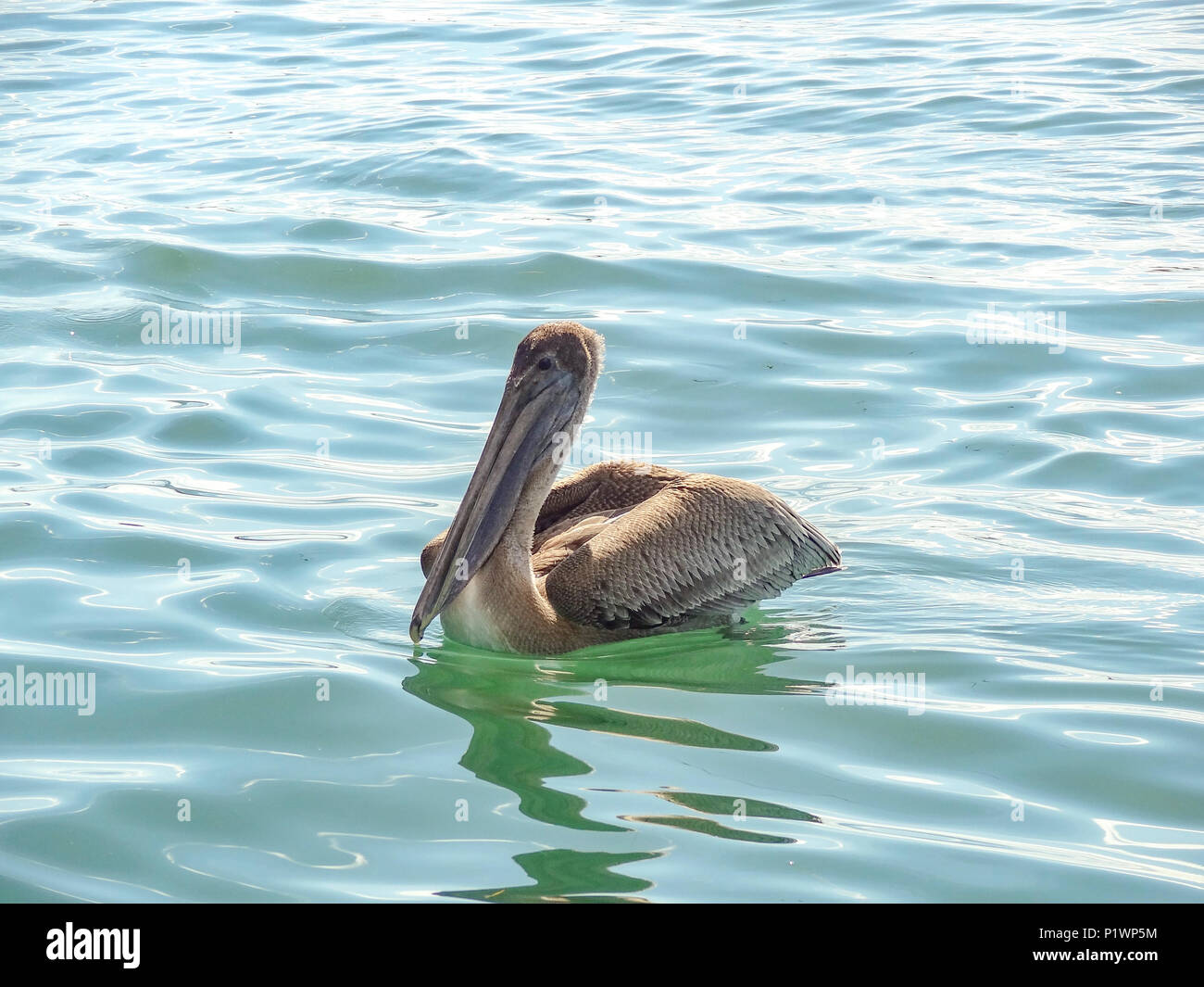 sunny water scenery including a swimming pelican seen in Belize in Central America Stock Photo