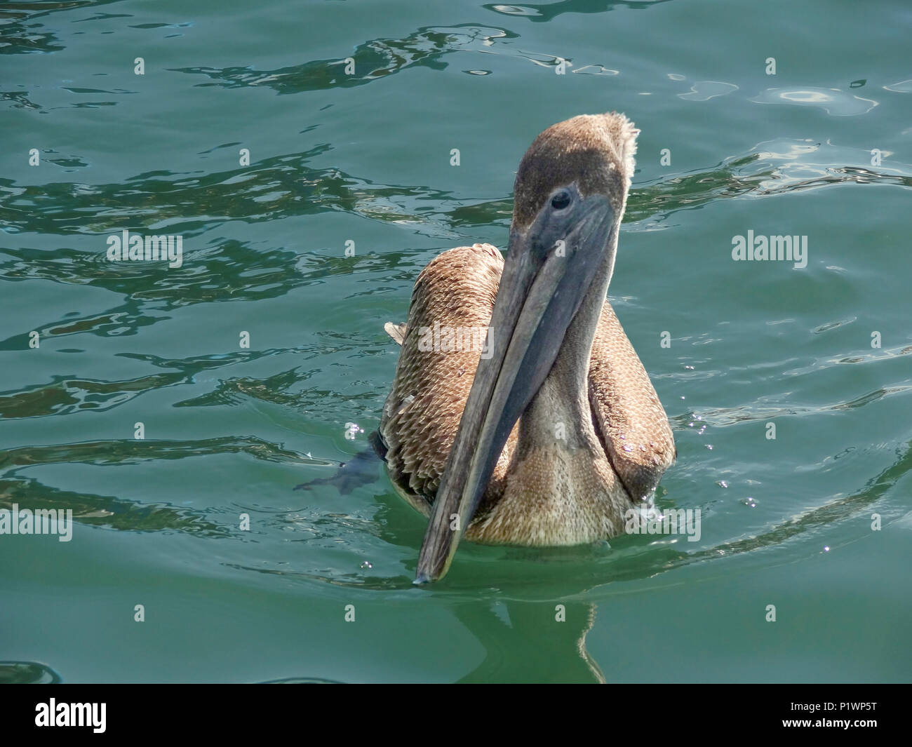 sunny water scenery including a swimming pelican seen in Belize in Central America Stock Photo