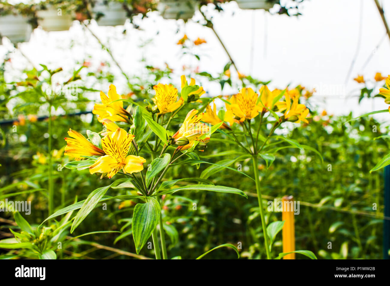 Yellow alstroemeria growth in the greenhouse Stock Photo - Alamy
