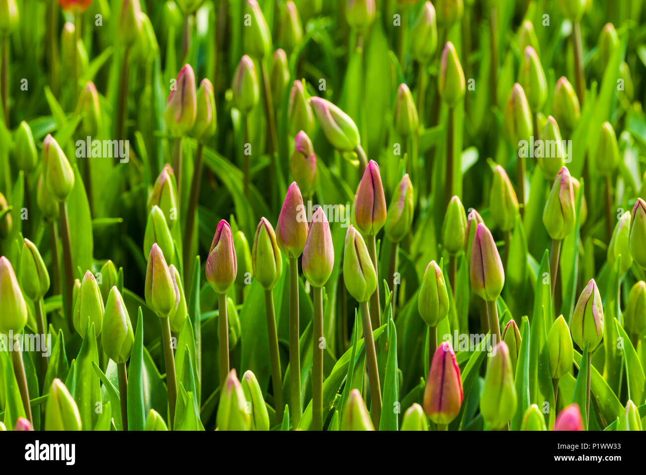 Field of pink tulips Stock Photo - Alamy