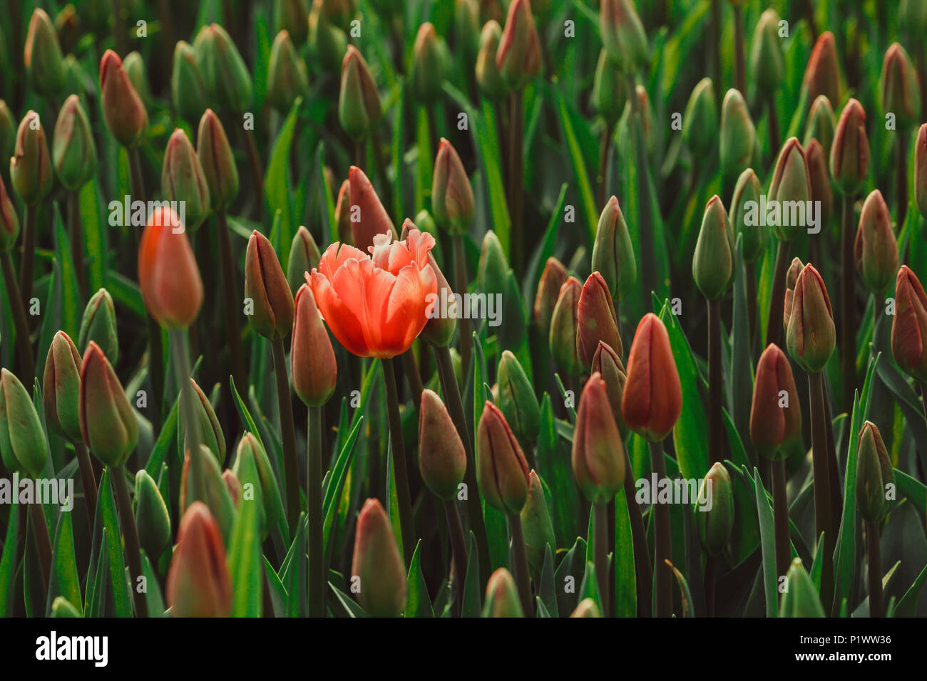 One blossoming red tulip Stock Photo