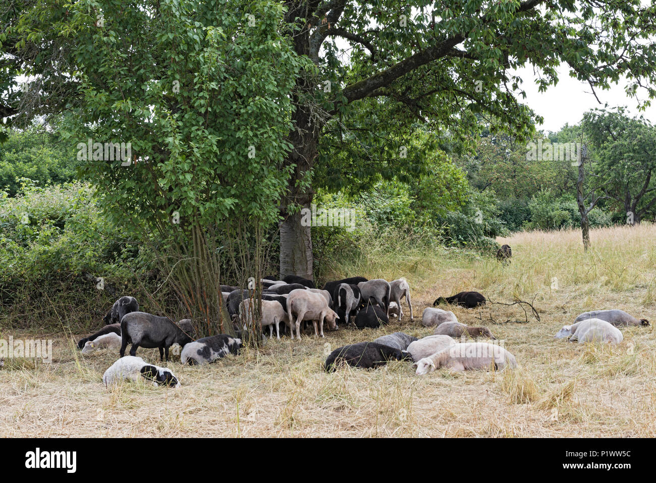 herd of sheep in the nature reserve Schwanheimer dune in Frankfurt am Main, Hesse, Germany Stock Photo