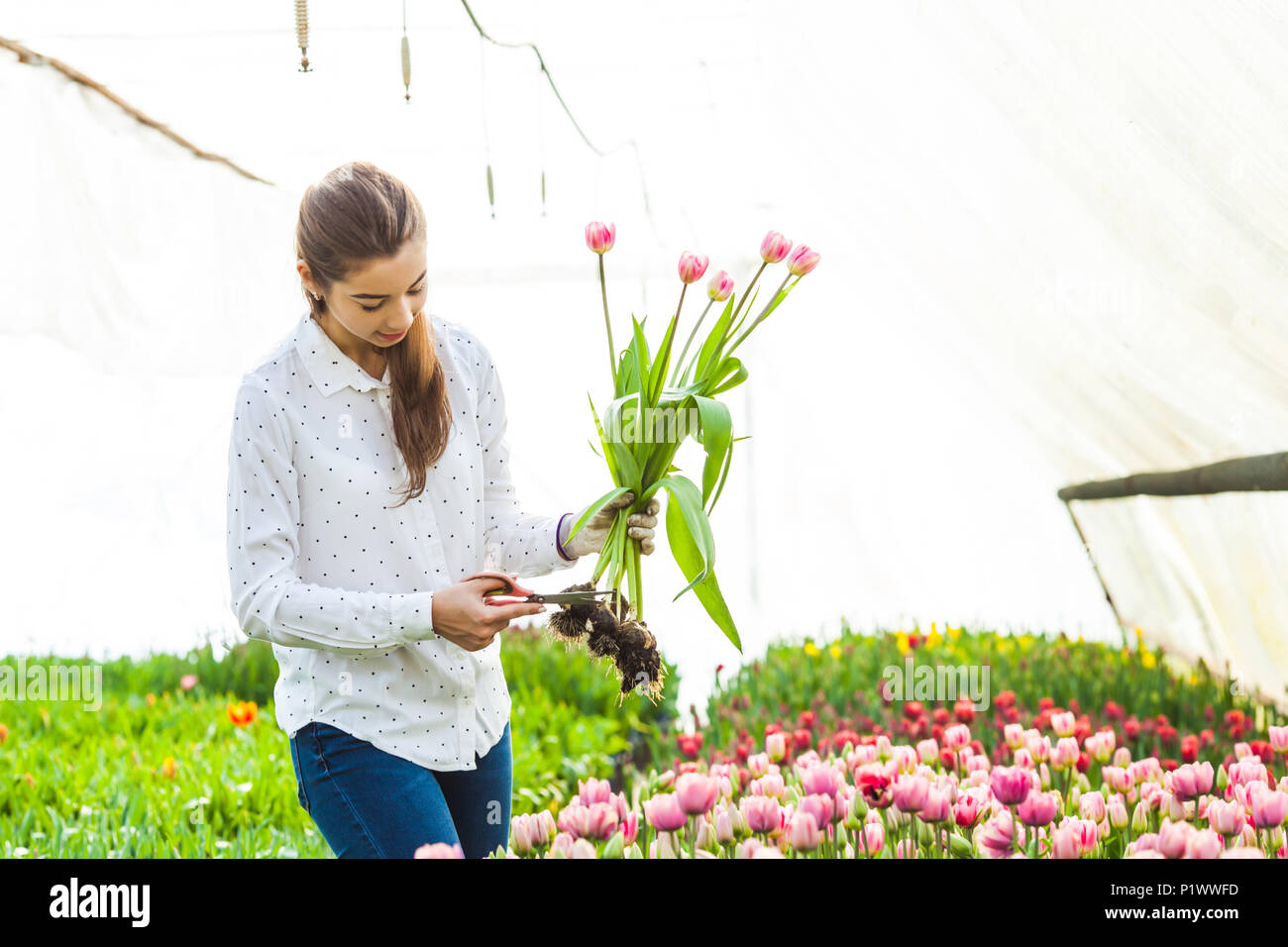 Cutting the tulip bulb Stock Photo Alamy