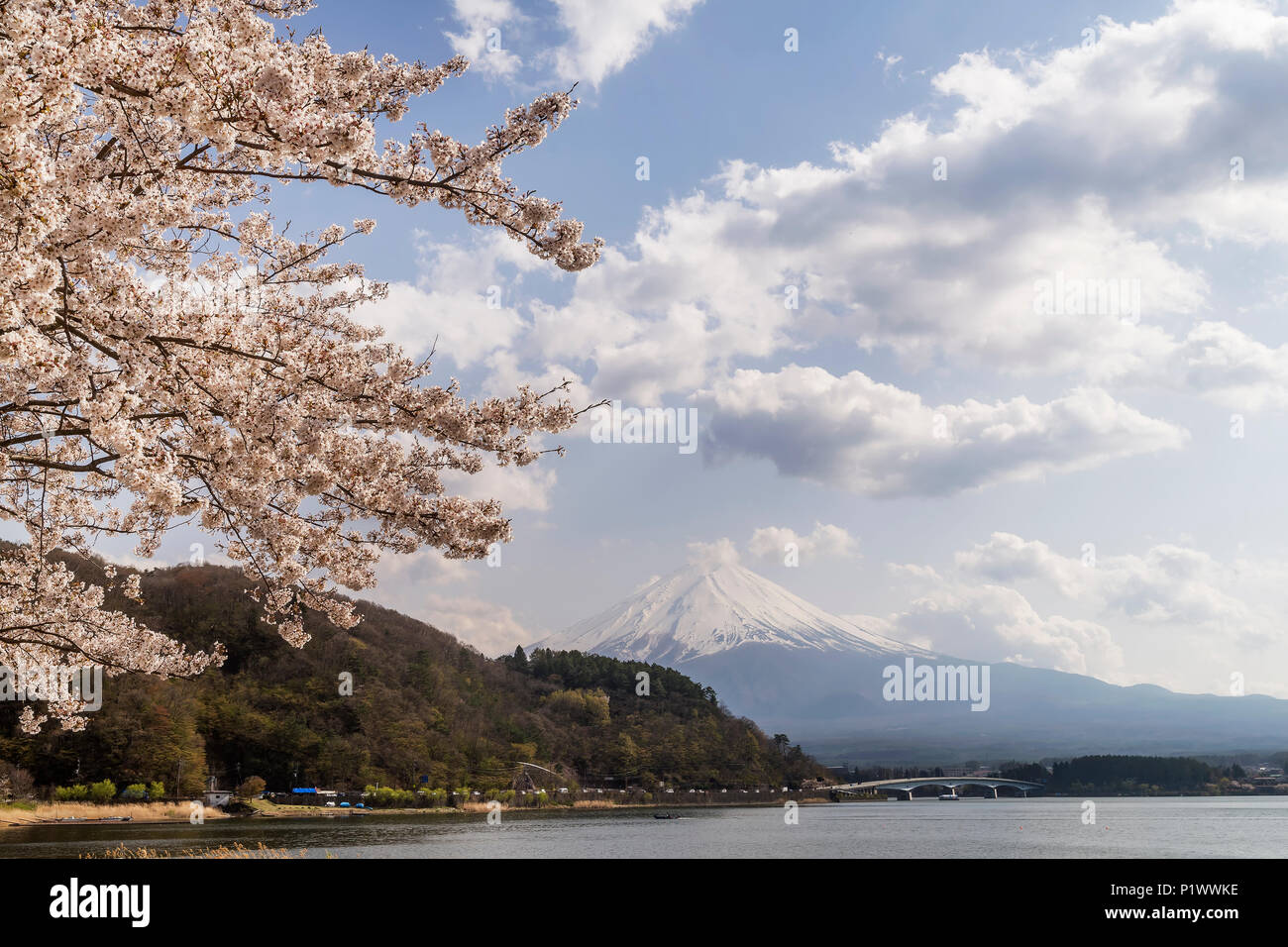 Blossoming trees in the Kawaguchi lake area with Mount Fuji in the background, Japan Stock Photo