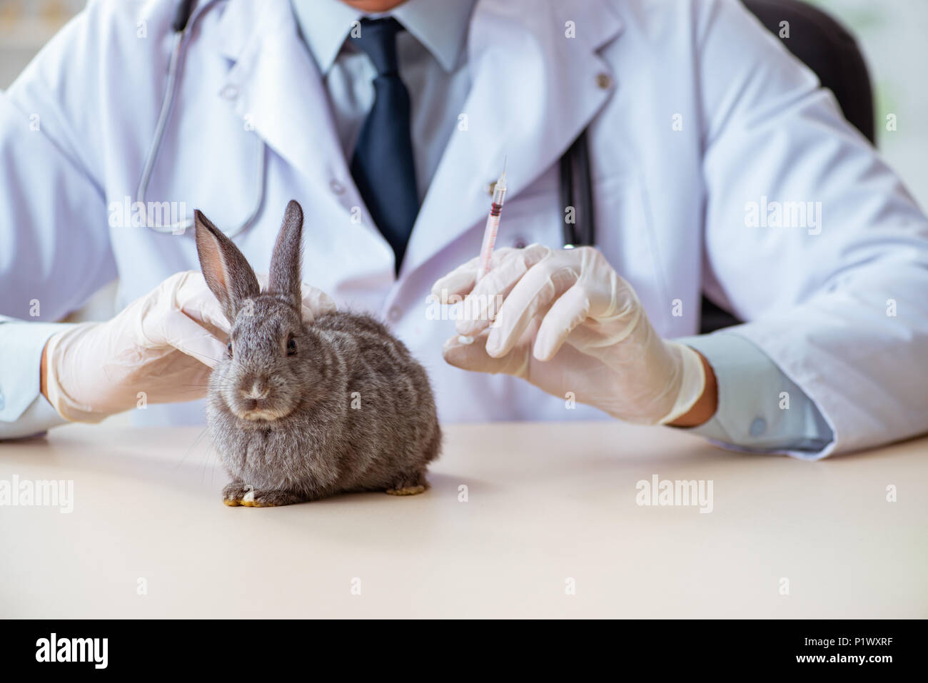 Vet doctor checking up rabbit in his clinic Stock Photo - Alamy