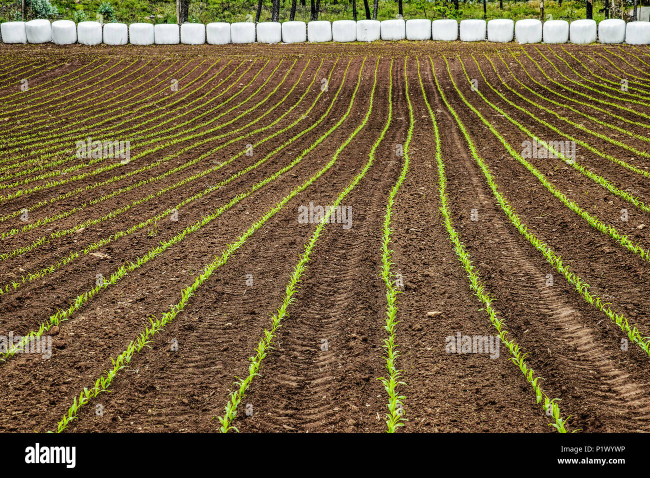 Crops growing In straight lines. Portugal. Stock Photo