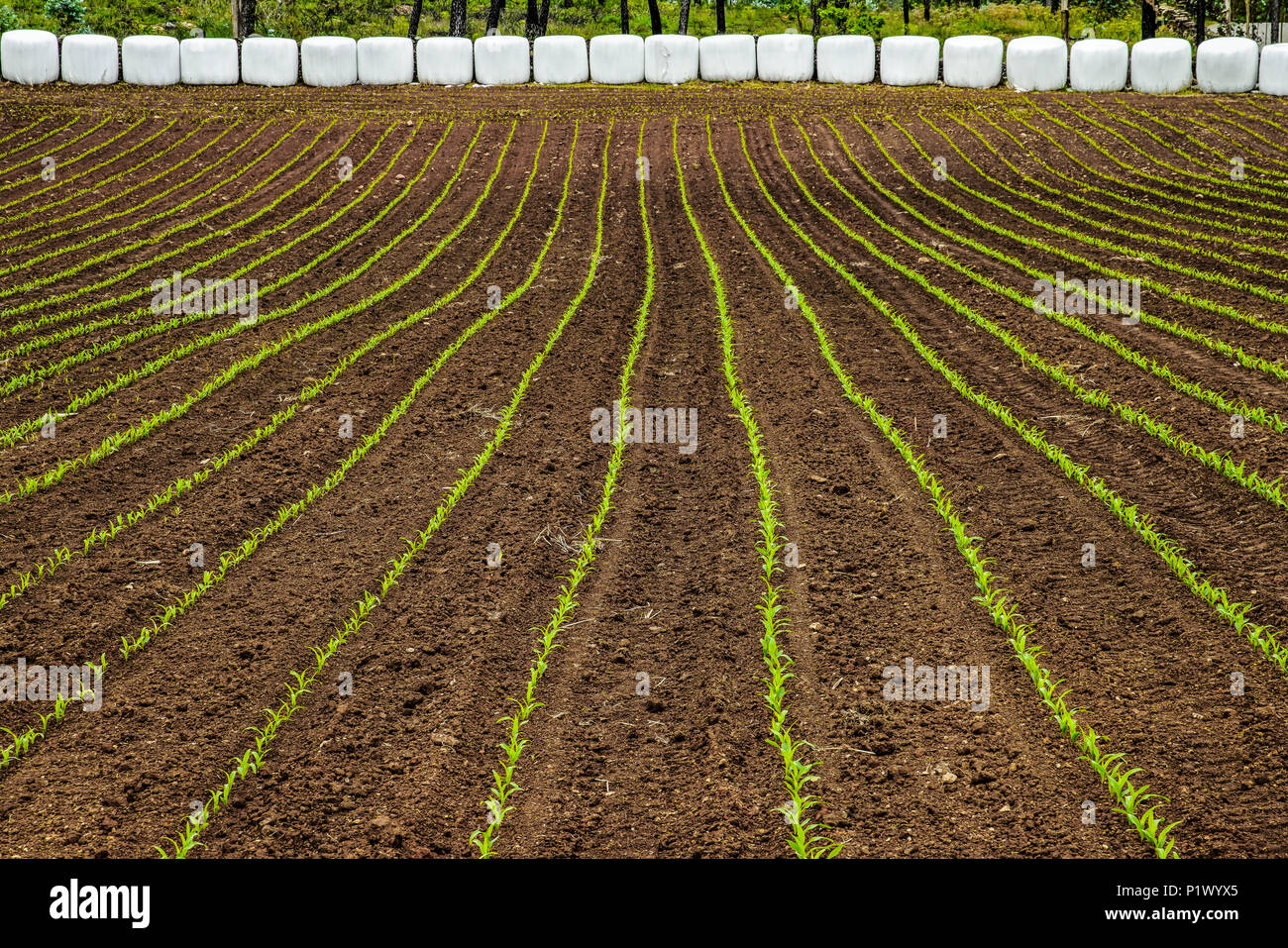 Crops growing In straight lines. Portugal. Stock Photo