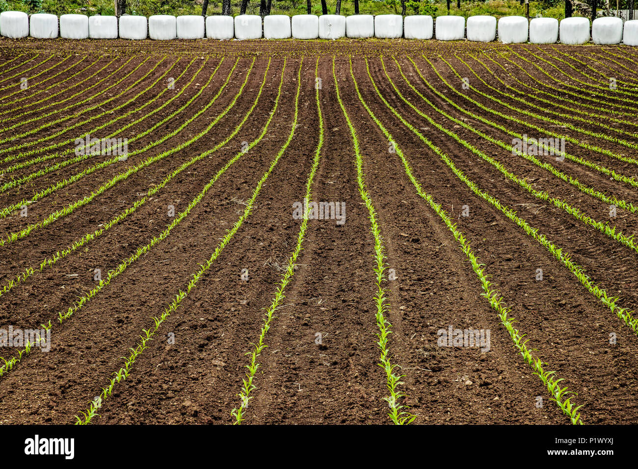 Crops growing In straight lines. Portugal. Stock Photo