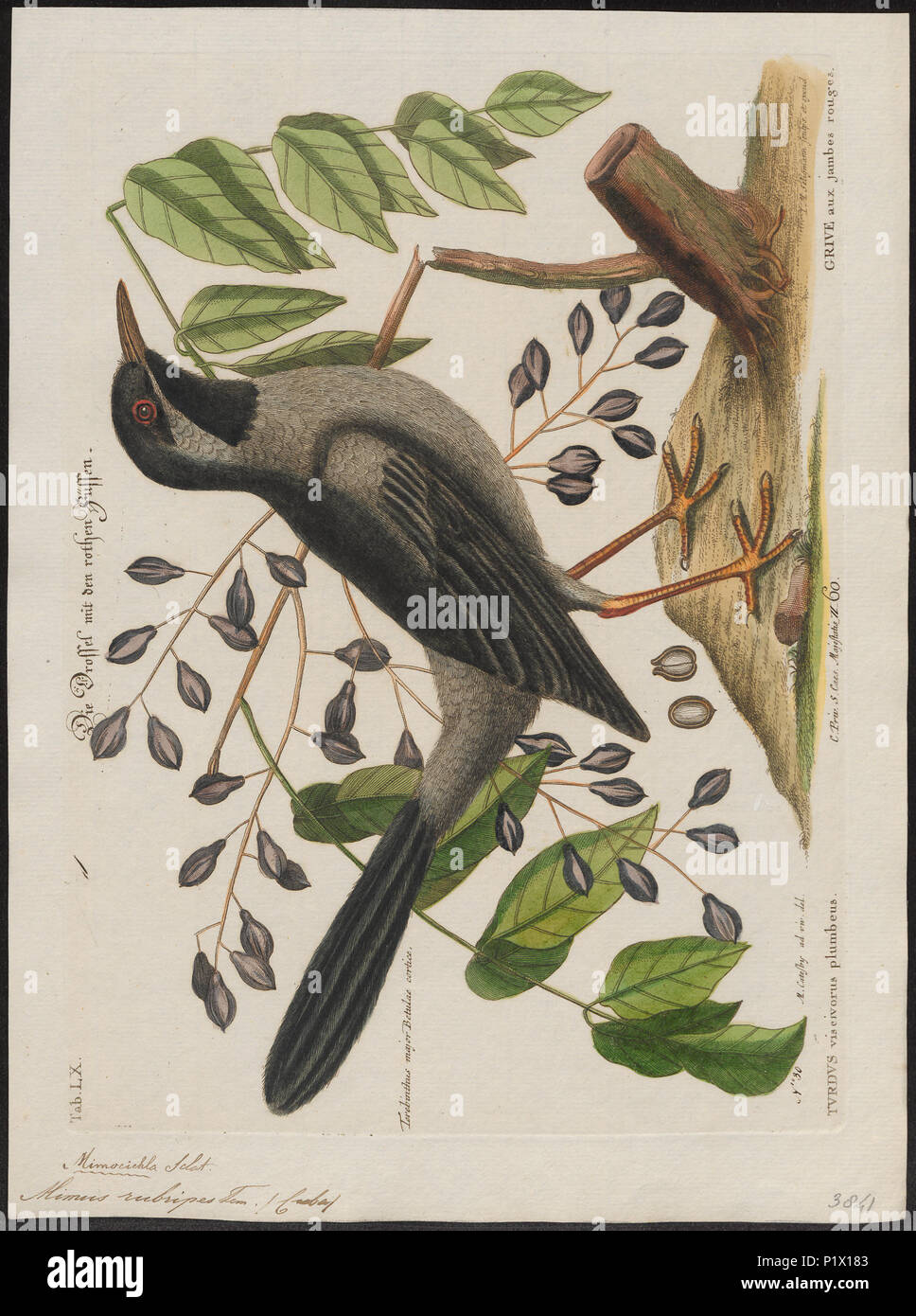 194 Mimus rubripes - 1700-1880 - Print - Iconographia Zoologica - Special Collections University of Amsterdam - UBA01 IZ16300335 Stock Photo