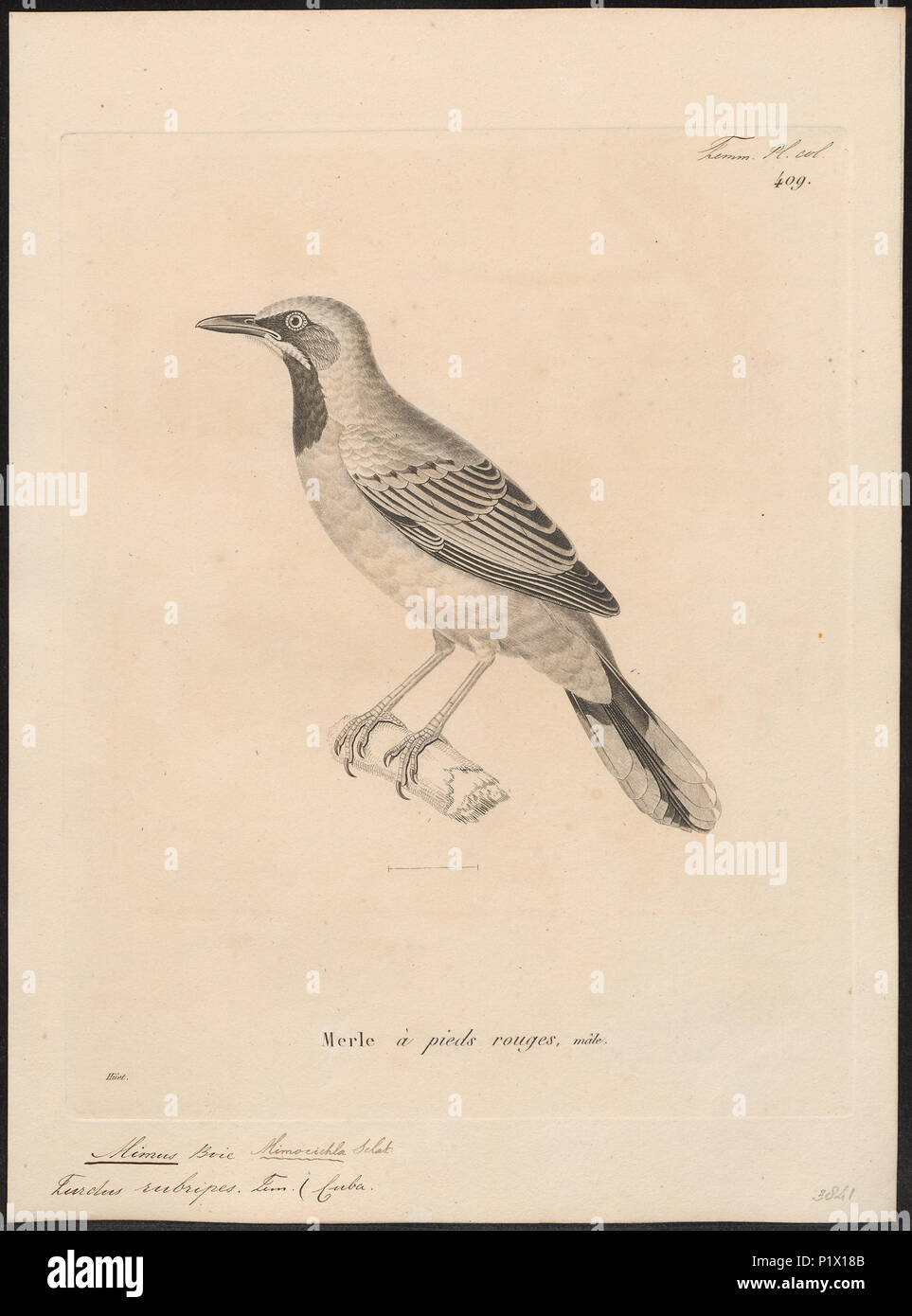 194 Mimus rubripes - 1700-1880 - Print - Iconographia Zoologica - Special Collections University of Amsterdam - UBA01 IZ16300337 Stock Photo