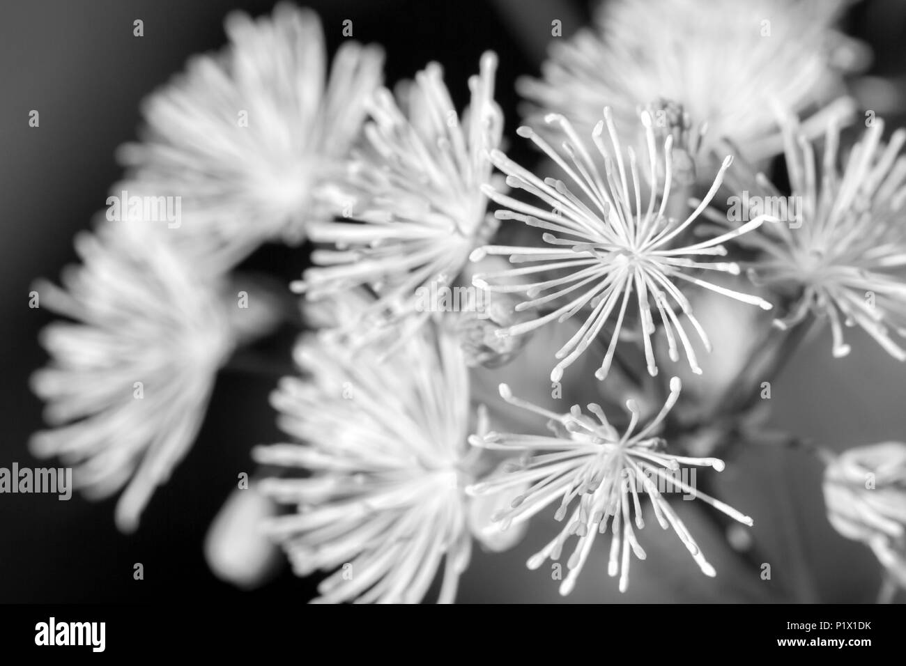 Blur background of flower Black and White Stock Photos & Images - Alamy