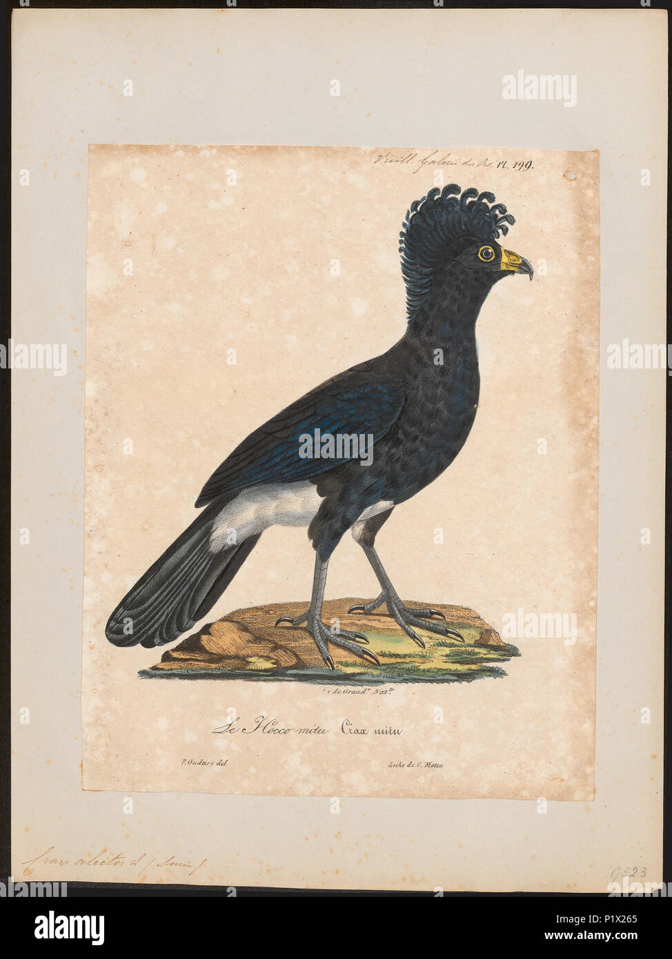 70 Crax alector - 1825-1834 - Print - Iconographia Zoologica - Special Collections University of Amsterdam - UBA01 IZ16900067 Stock Photo