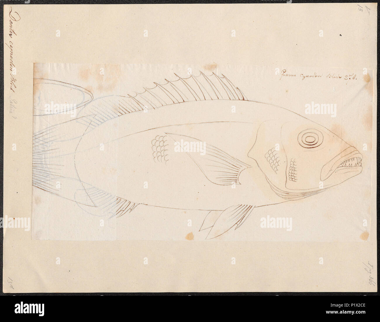 . Dentex cynodon  80 Dentex cynodon - - Print - Iconographia Zoologica - Special Collections University of Amsterdam - UBA01 IZ13000232 Stock Photo
