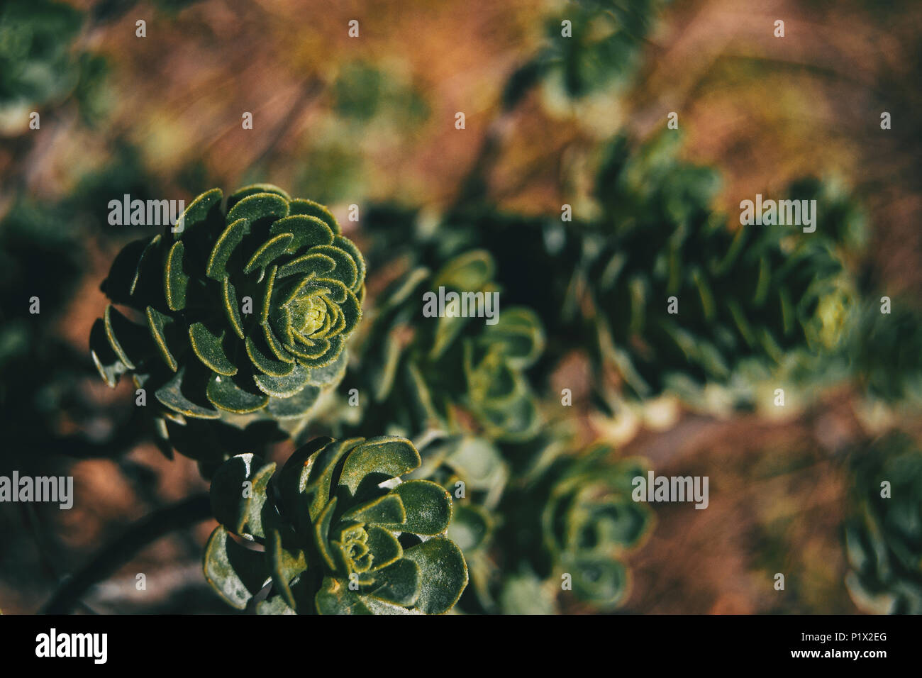 Succulent plants of aeonium spathulatum in the foreground Stock Photo