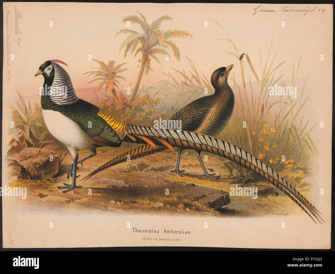 61 Chrysolophus amherstiae - 1880 - Print - Iconographia Zoologica - Special Collections University of Amsterdam - UBA01 IZ16900258 Stock Photo