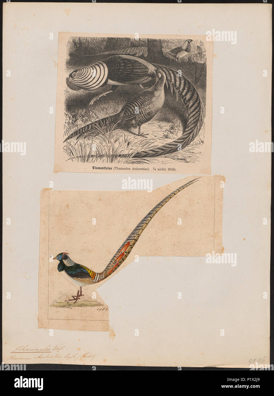 61 Chrysolophus amherstiae - 1700-1880 - Print - Iconographia Zoologica - Special Collections University of Amsterdam - UBA01 IZ16900260 Stock Photo