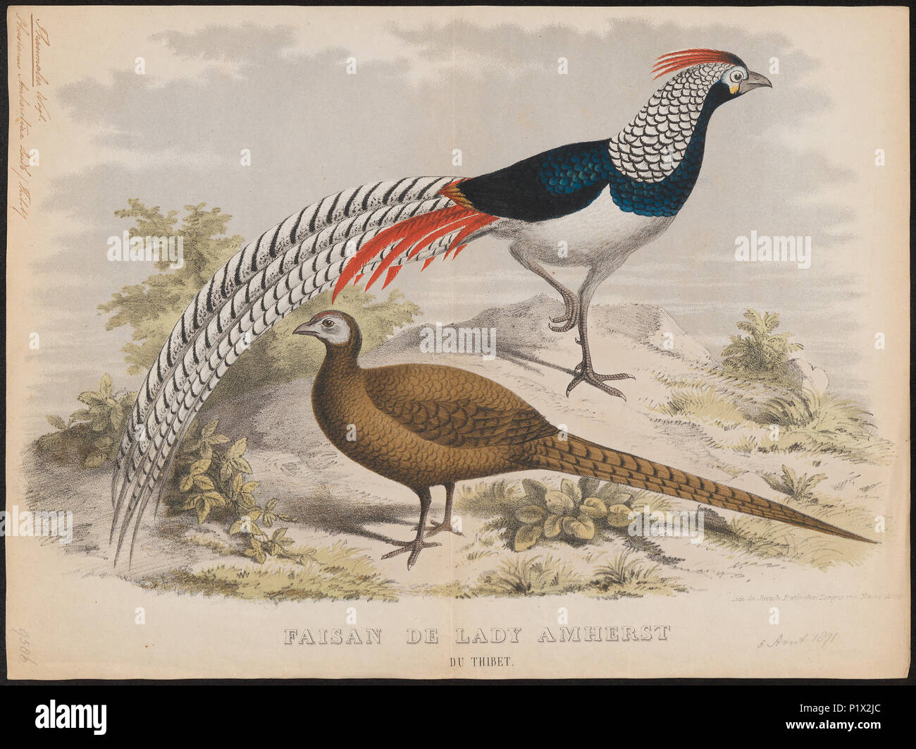 61 Chrysolophus amherstiae - 1871 - Print - Iconographia Zoologica - Special Collections University of Amsterdam - UBA01 IZ16900262 Stock Photo