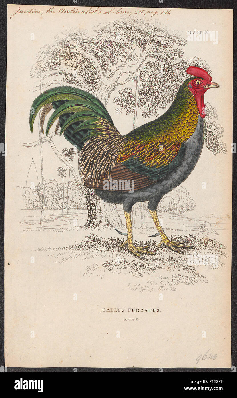 . Gallus varius . between 1833 and 1866 132 Gallus varius - 1833-1866 - Print - Iconographia Zoologica - Special Collections University of Amsterdam - UBA01 IZ17000005 Stock Photo