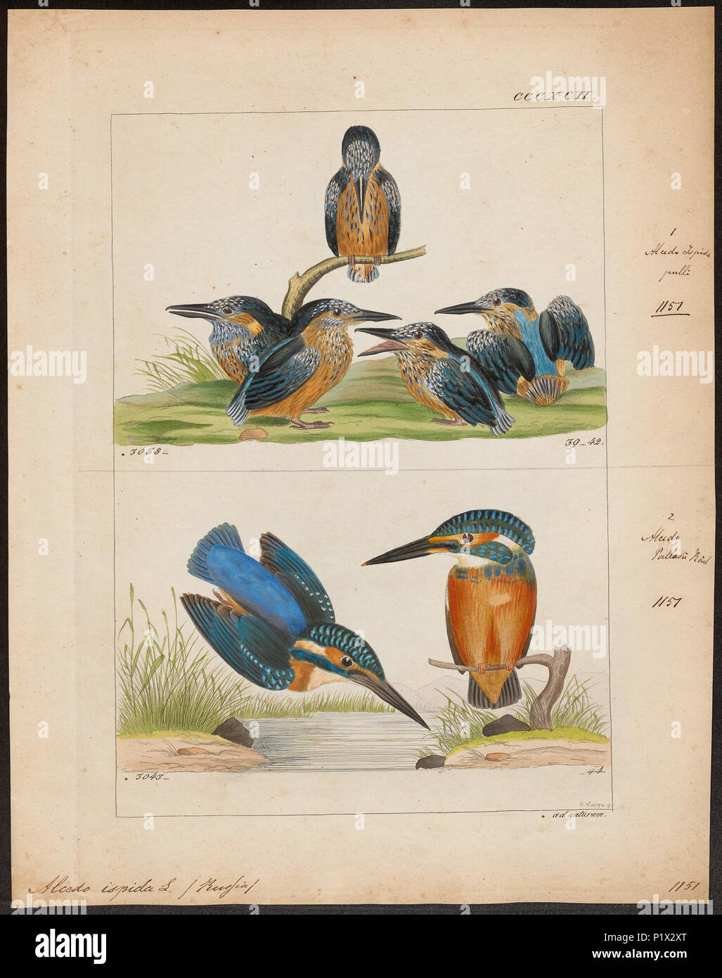 . Alcedo ispida . between 1820 and 1863 14 Alcedo ispida - 1820-1863 - Print - Iconographia Zoologica - Special Collections University of Amsterdam - UBA01 IZ16800185 Stock Photo