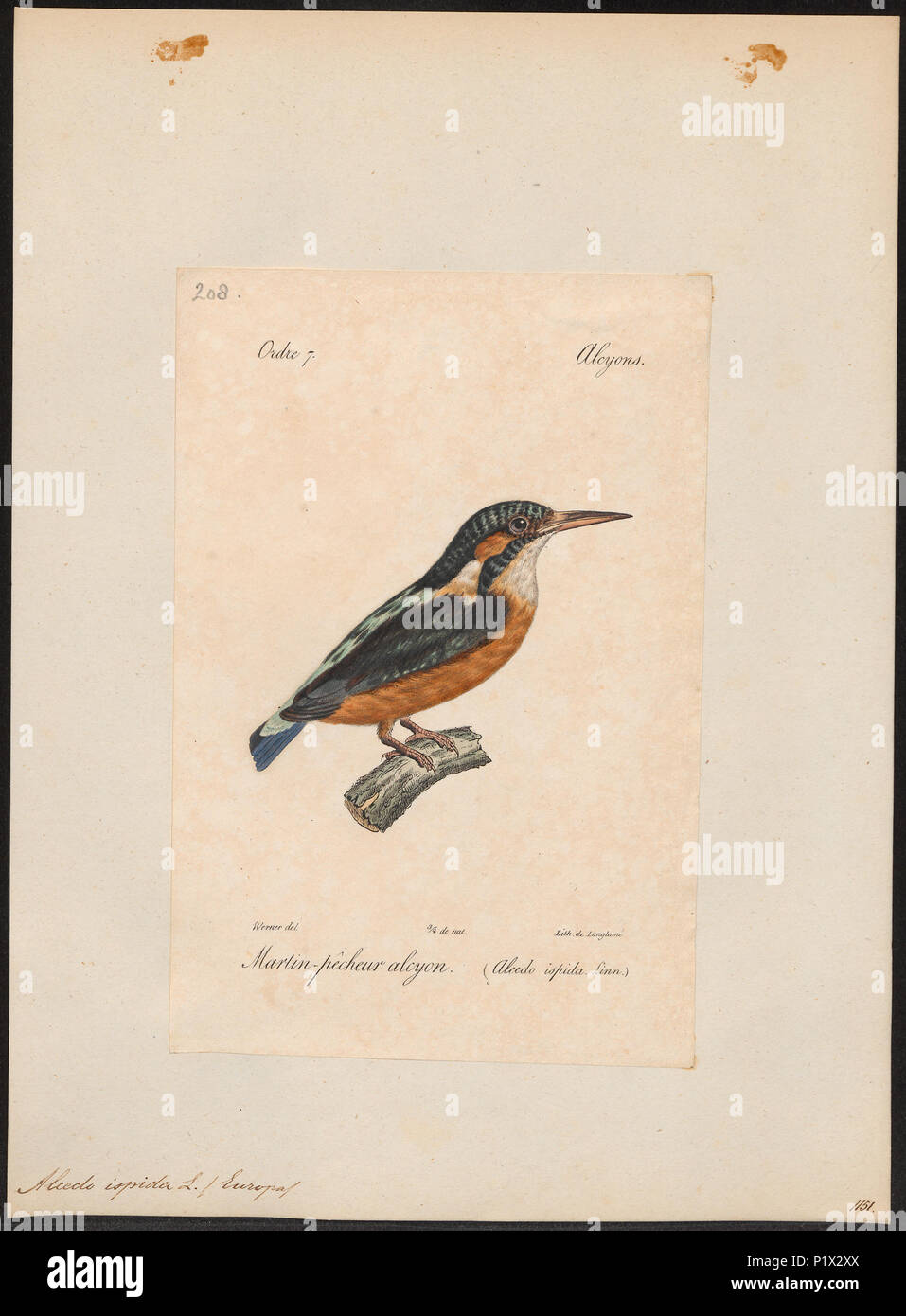 14 Alcedo ispida - 1842-1848 - Print - Iconographia Zoologica - Special Collections University of Amsterdam - UBA01 IZ16800187 Stock Photo
