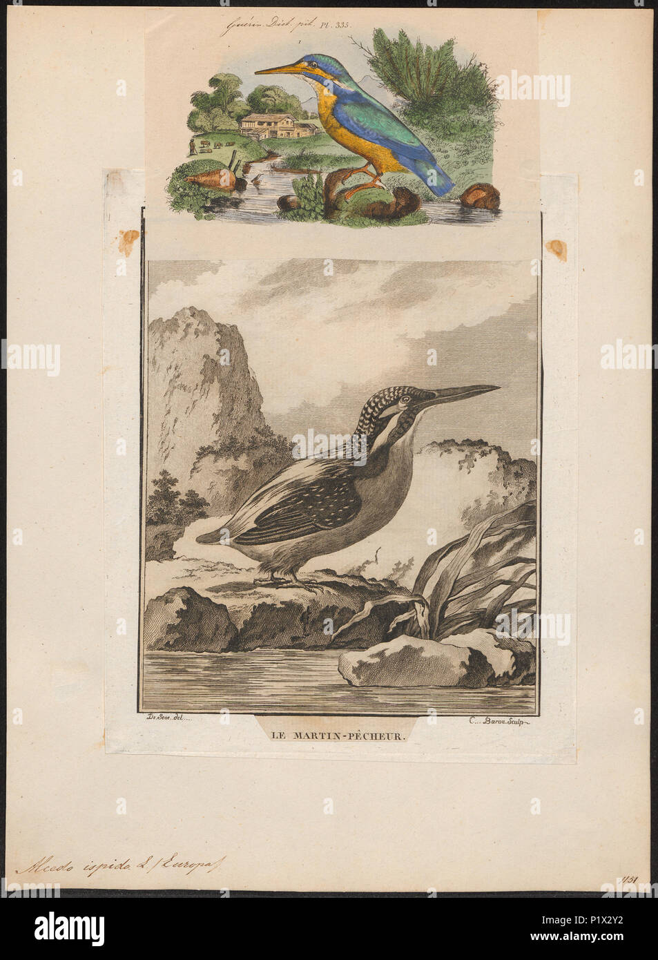 . Alcedo ispida . between 1700 and 1880 14 Alcedo ispida - 1700-1880 - Print - Iconographia Zoologica - Special Collections University of Amsterdam - UBA01 IZ16800189 Stock Photo