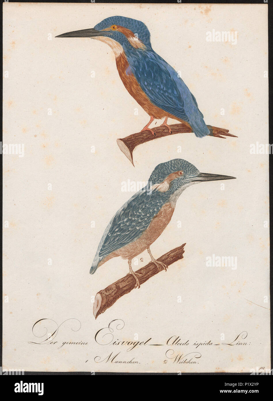 14 Alcedo ispida - 1800-1812 - Print - Iconographia Zoologica - Special Collections University of Amsterdam - UBA01 IZ16800191 Stock Photo