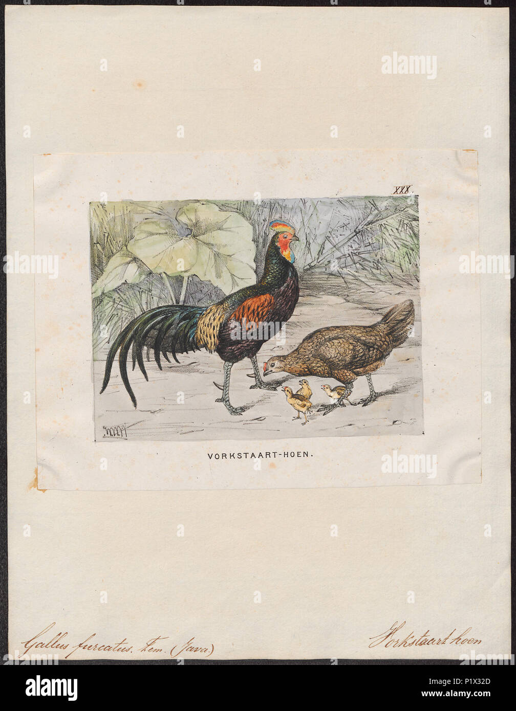 . Gallus varius . between 1700 and 1880 132 Gallus varius - 1700-1880 - Print - Iconographia Zoologica - Special Collections University of Amsterdam - UBA01 IZ17000077 Stock Photo