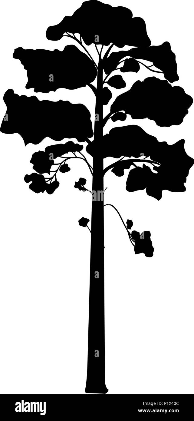 Silhouette Pine Tree High Resolution Stock Photography and Images - Alamy