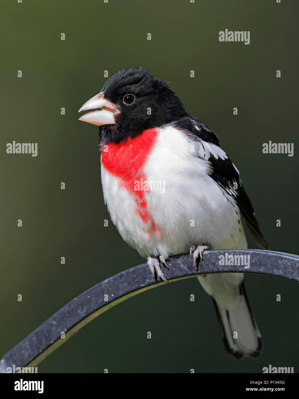 Feeder Hook Stock Photos Feeder Hook Stock Images Alamy