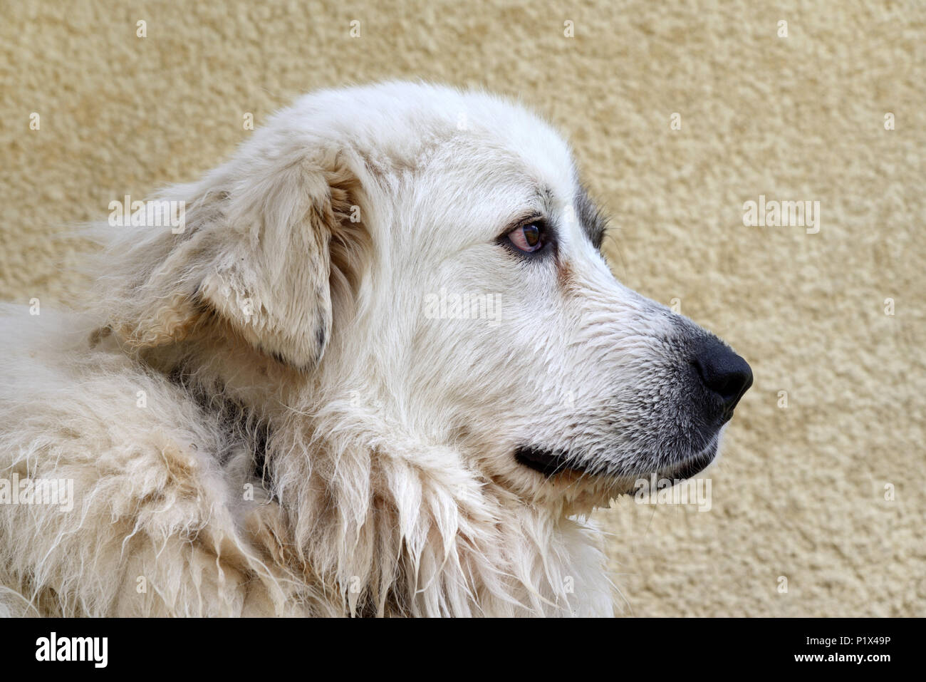 Portrait of a Pyrenean Mountain Dog or Sheepdog aka Great Pyrenees, Patou  ot Pastou used as a Livestock Guardian Dog or Sheep Dog Stock Photo - Alamy